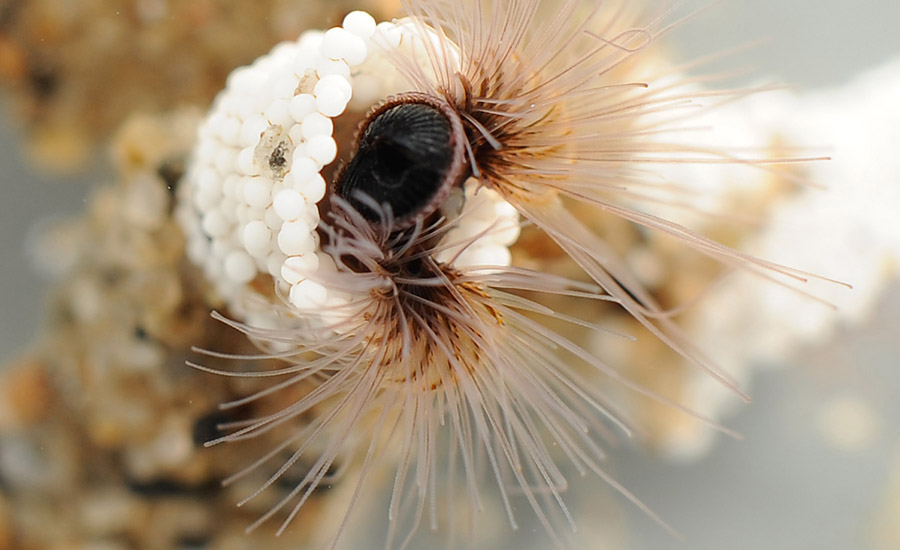 sandcastle-worm