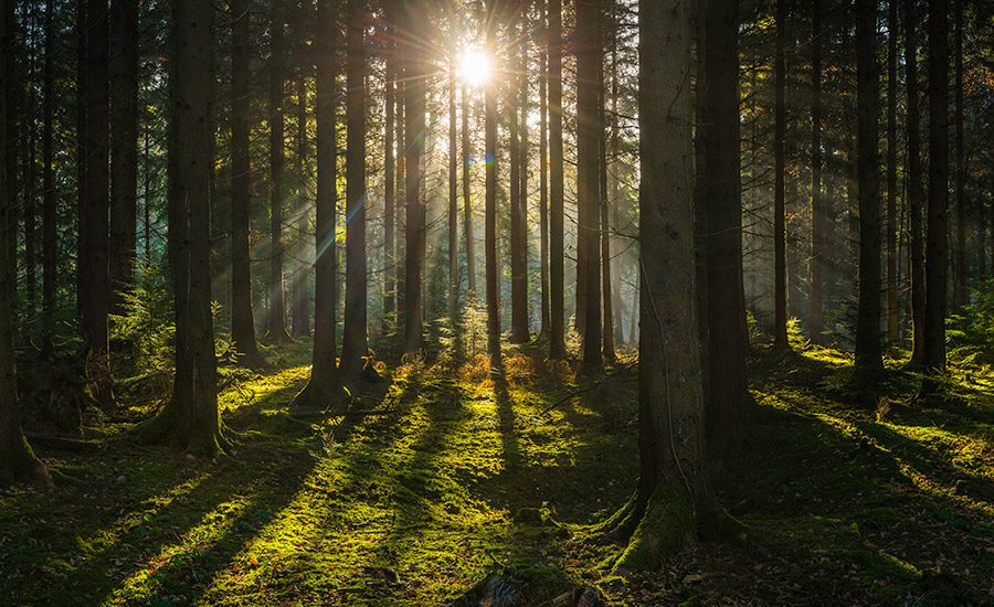 Adhesives’ Role in CrossLaminated Timber for Sustainable Construction