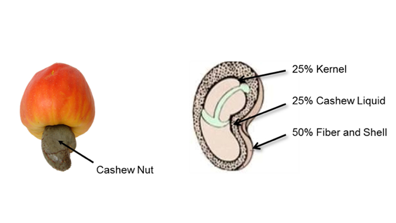 Cashew fruit and nutshell. 