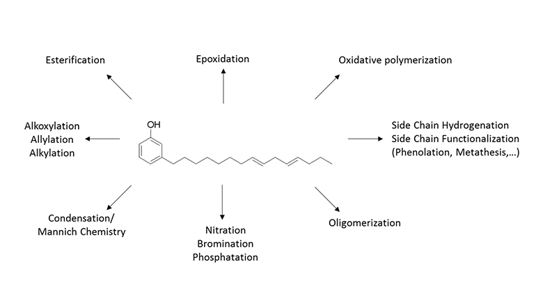 Cardanol’s molecule and examples of potential functionalization.