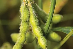 Water-based polyurethane