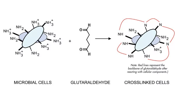 Glutaraldehyde Uses and Counterfeits