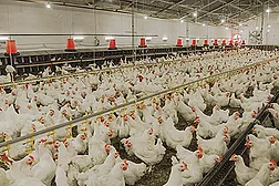 Agricultural Waste and Adhesives